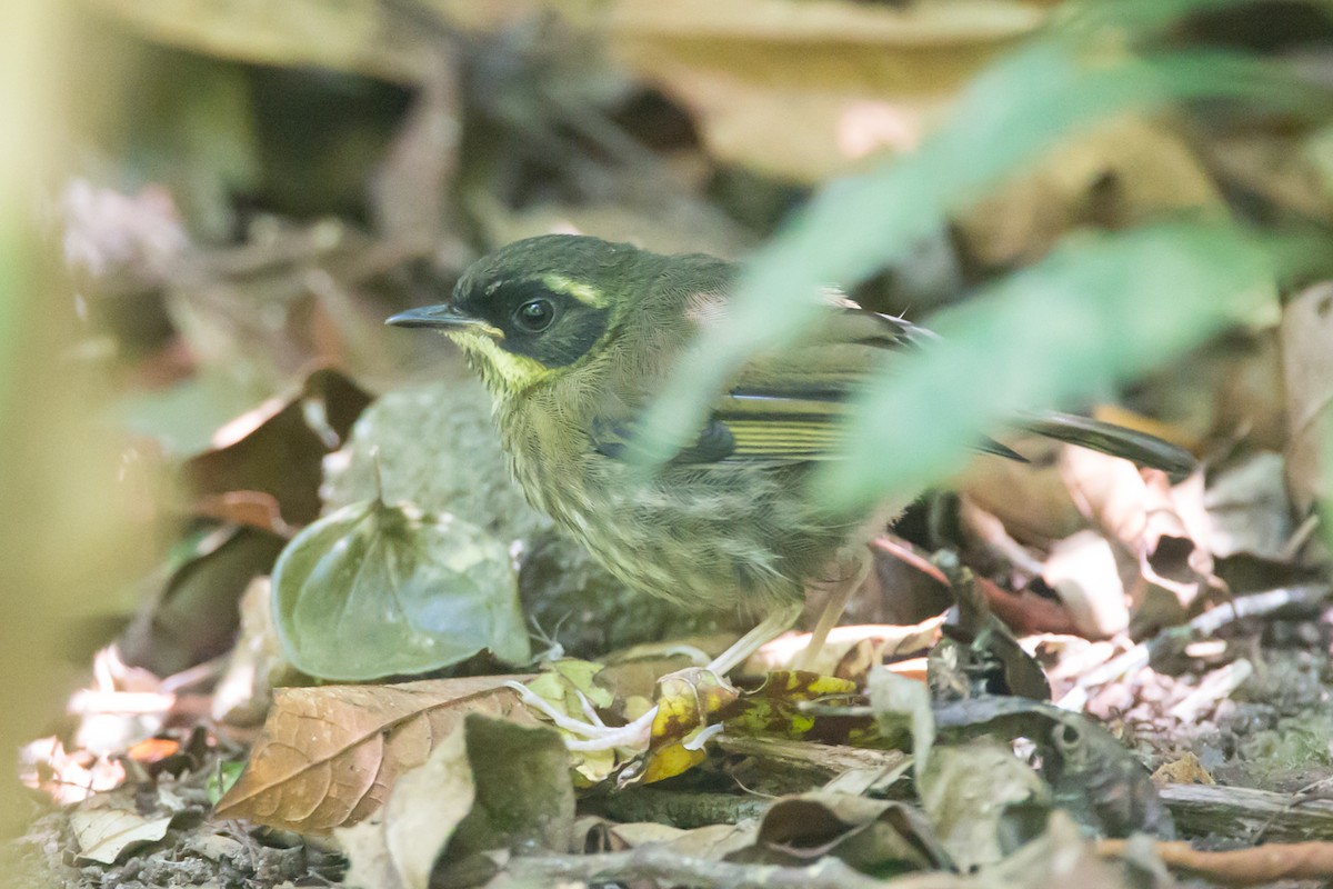 Yellow-throated Scrubwren - ML42496311