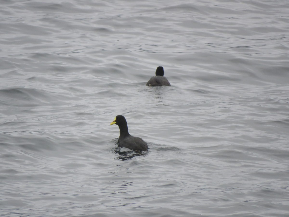 Red-gartered Coot - ML424964191