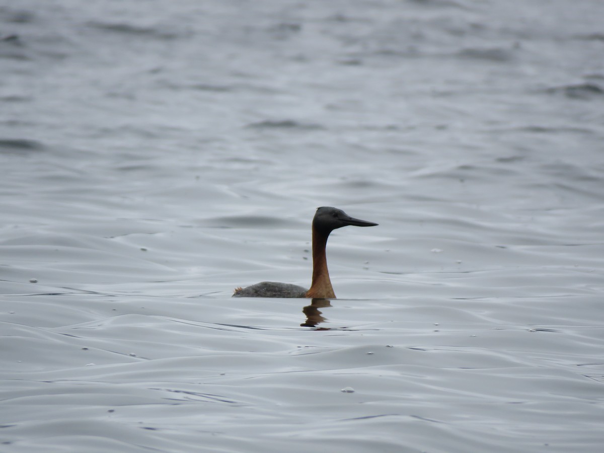 Great Grebe - ML424964271