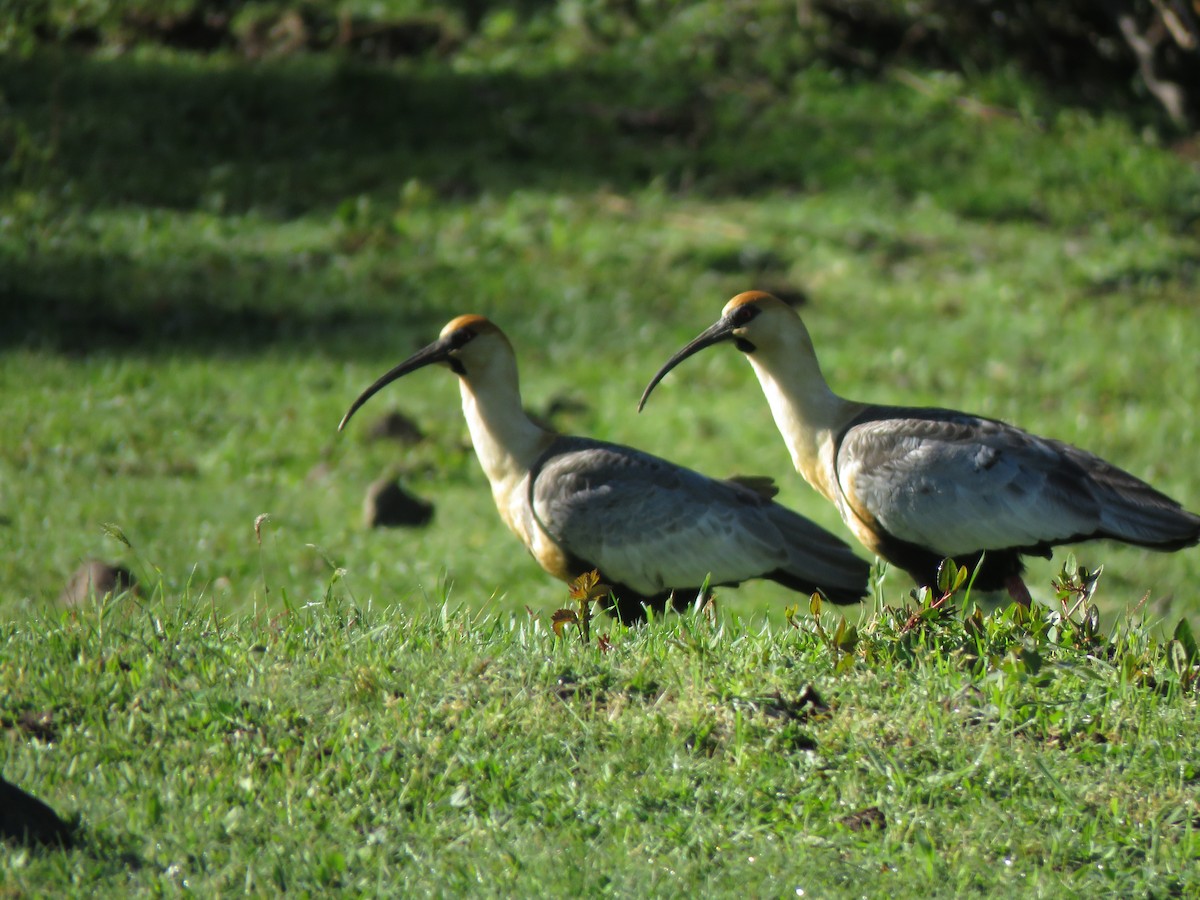 Black-faced Ibis - ML424964411