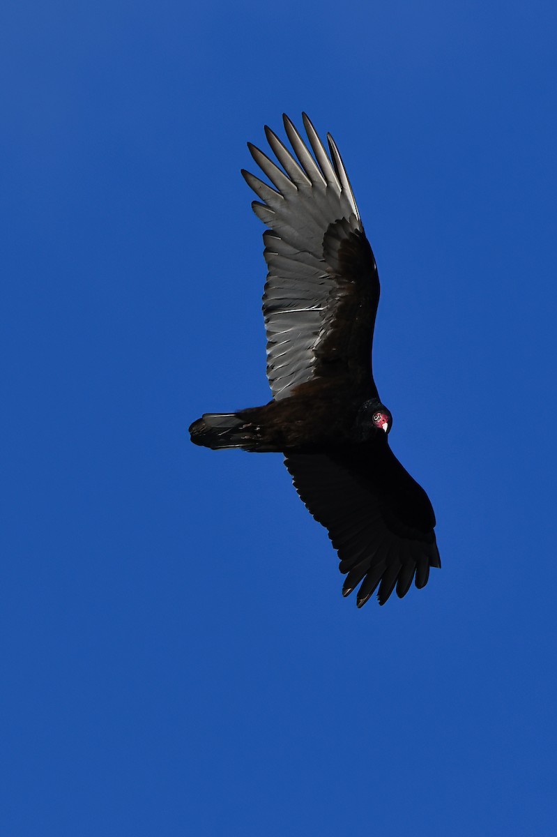 Turkey Vulture - ML424965061
