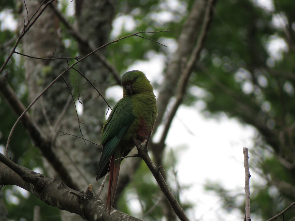 Conure magellanique - ML424965991