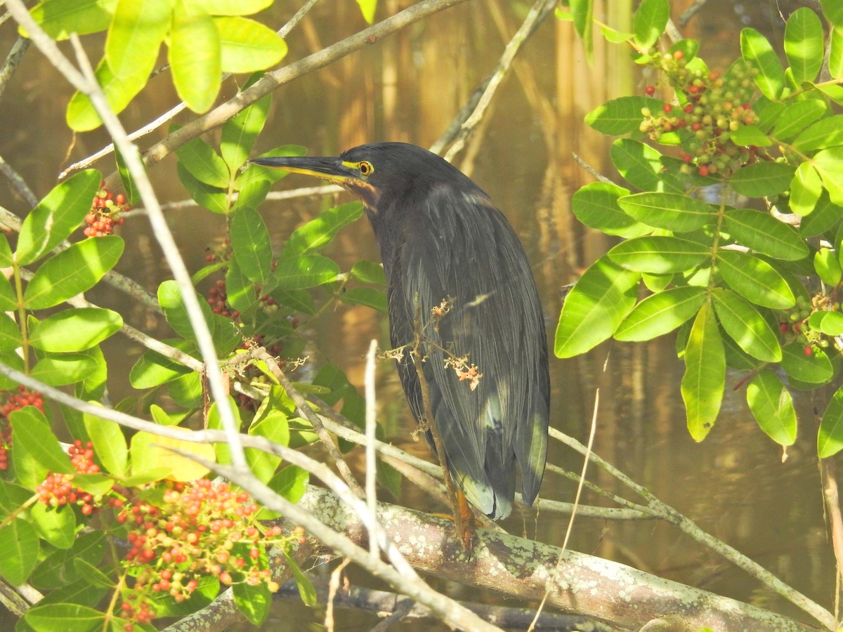 Green Heron - ML42496611