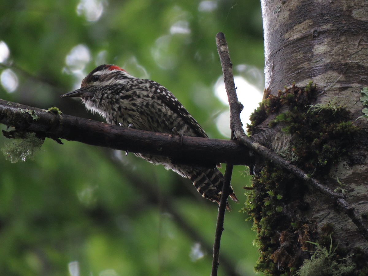 Striped Woodpecker - ML424966131