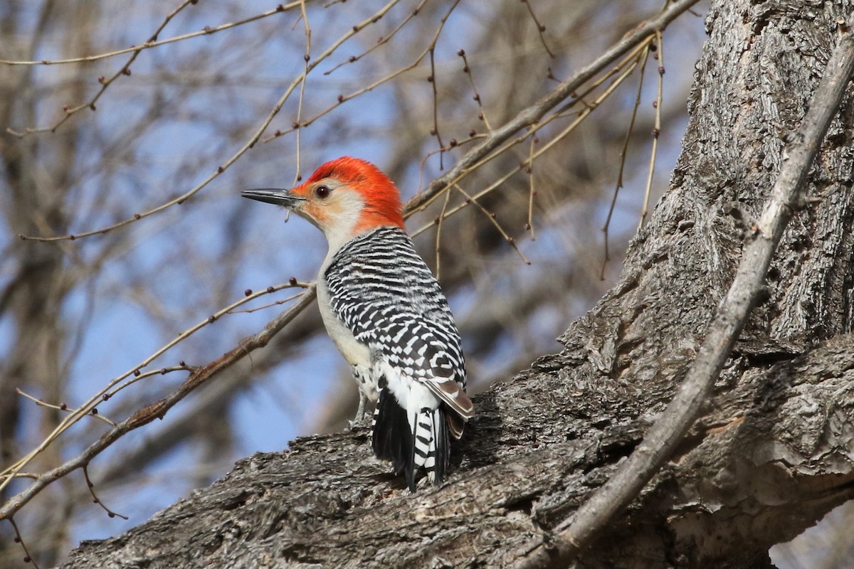 Red-bellied Woodpecker - Mark Chavez