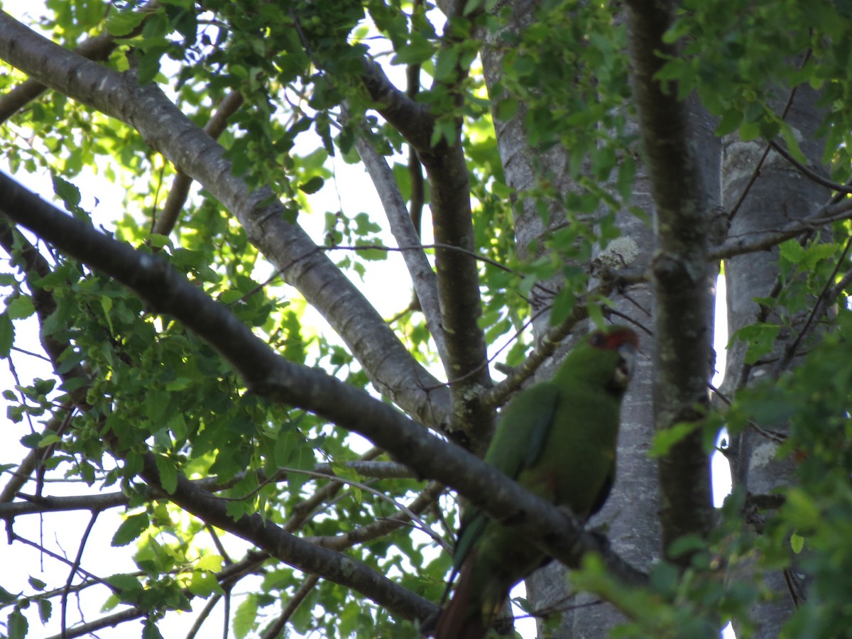 Slender-billed Parakeet - ML424967661