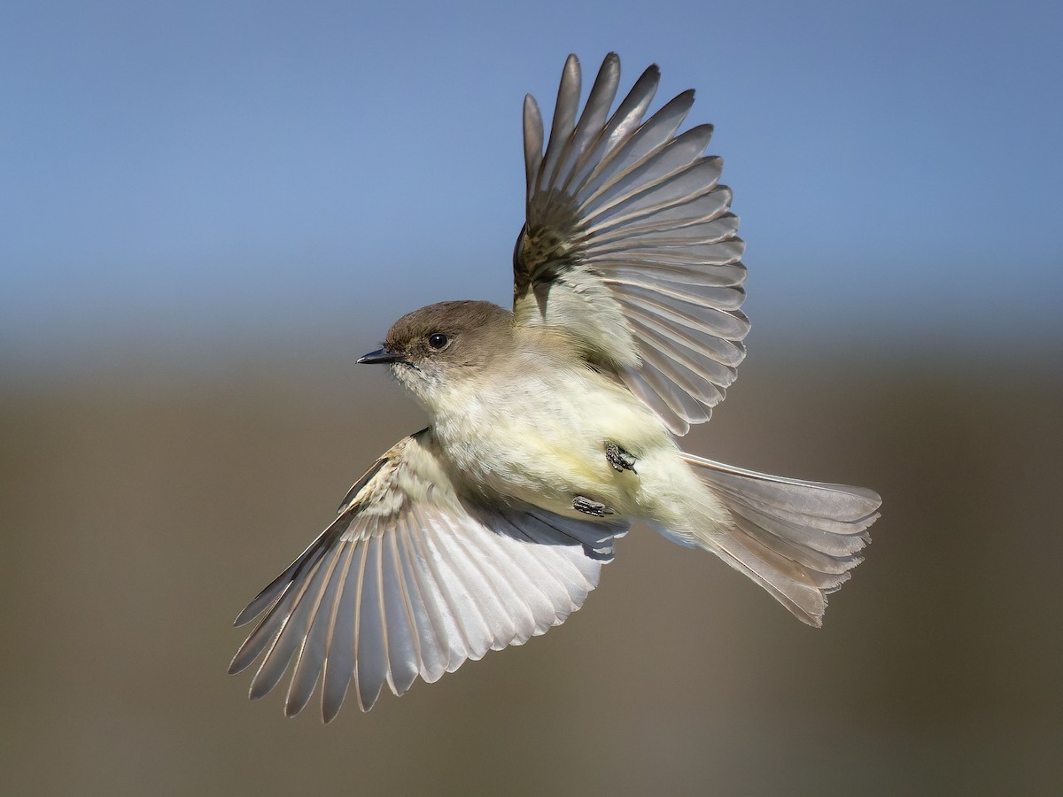 Eastern Phoebe - ML424969961