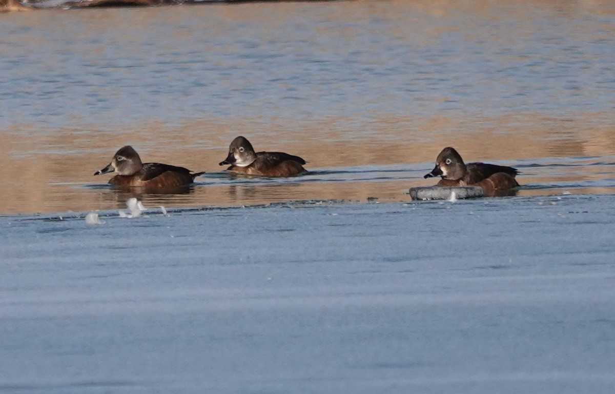 Ring-necked Duck - Mary Kvasnic