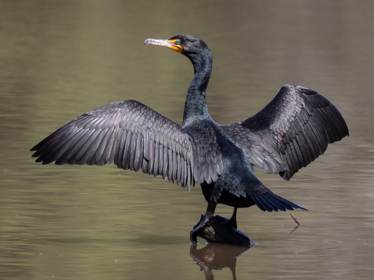 Double-crested Cormorant - ML424970361