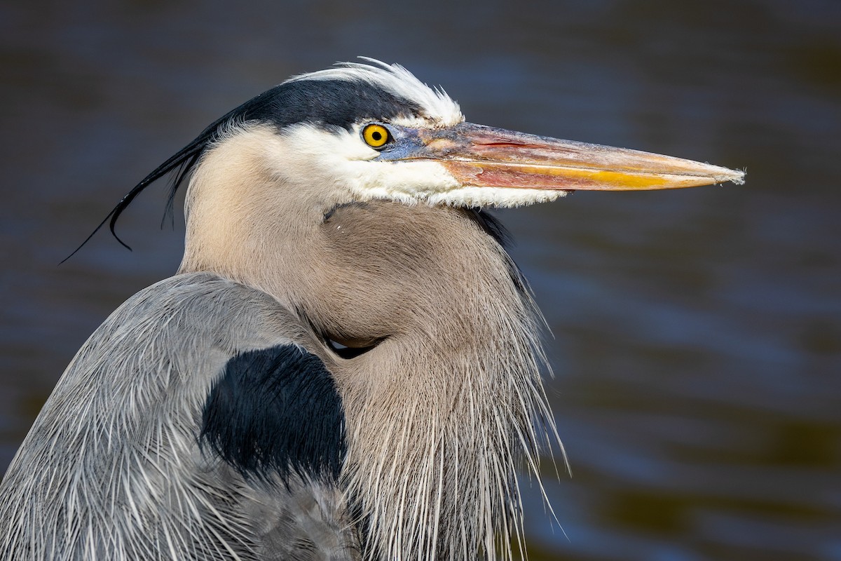 Great Blue Heron - ML424970471