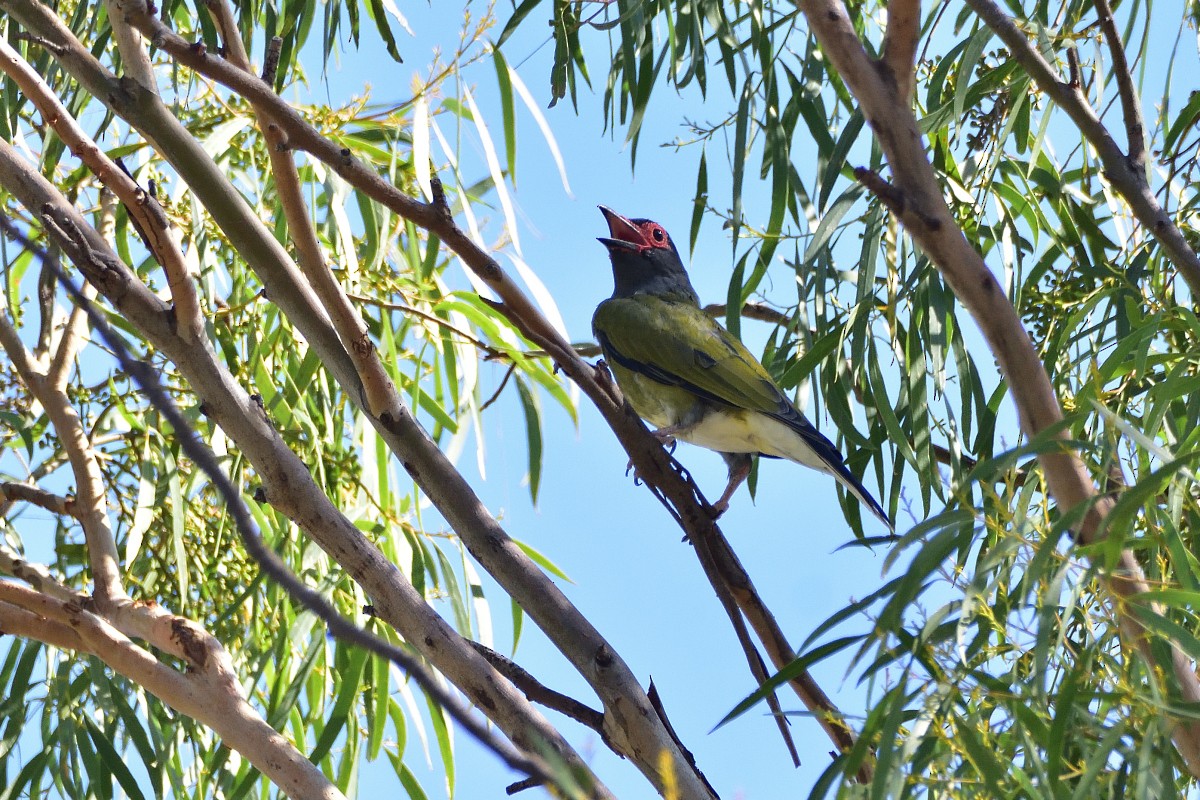 Australasian Figbird - Anthony Katon