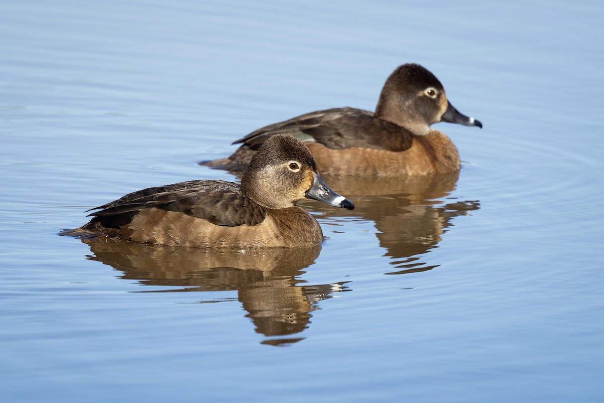 Ring-necked Duck - ML424972131