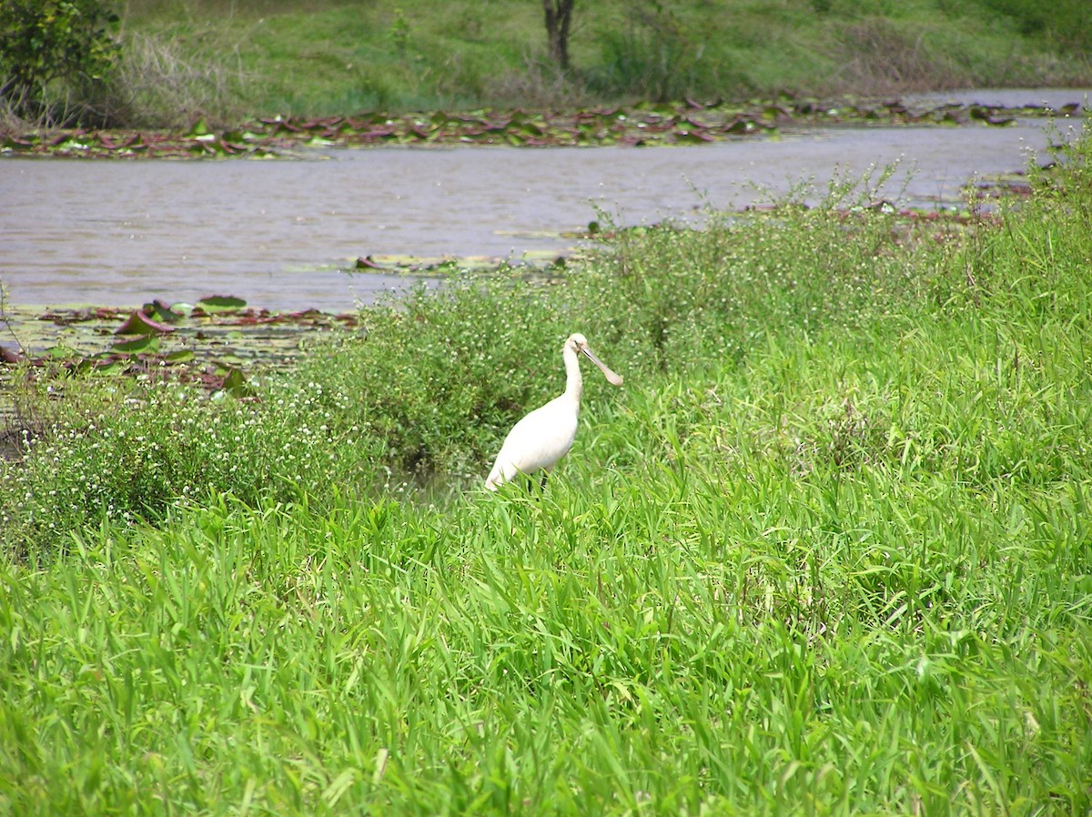Eurasian Spoonbill - James (Jim) Holmes