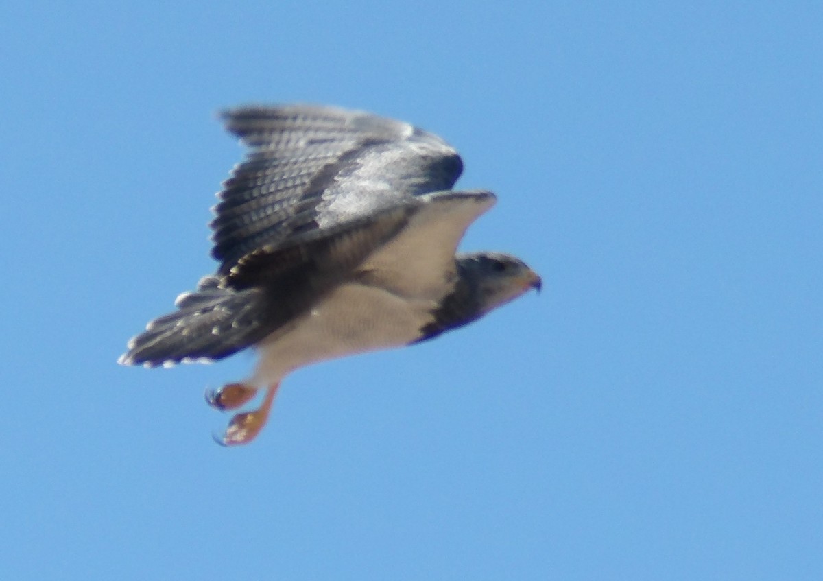 Black-chested Buzzard-Eagle - ML424974941