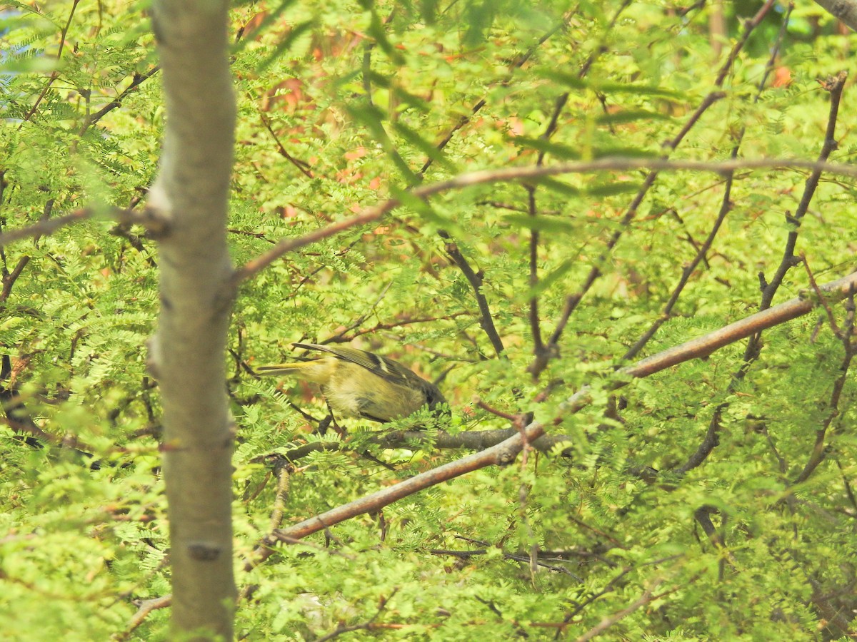 Roitelet à couronne rubis - ML42497901