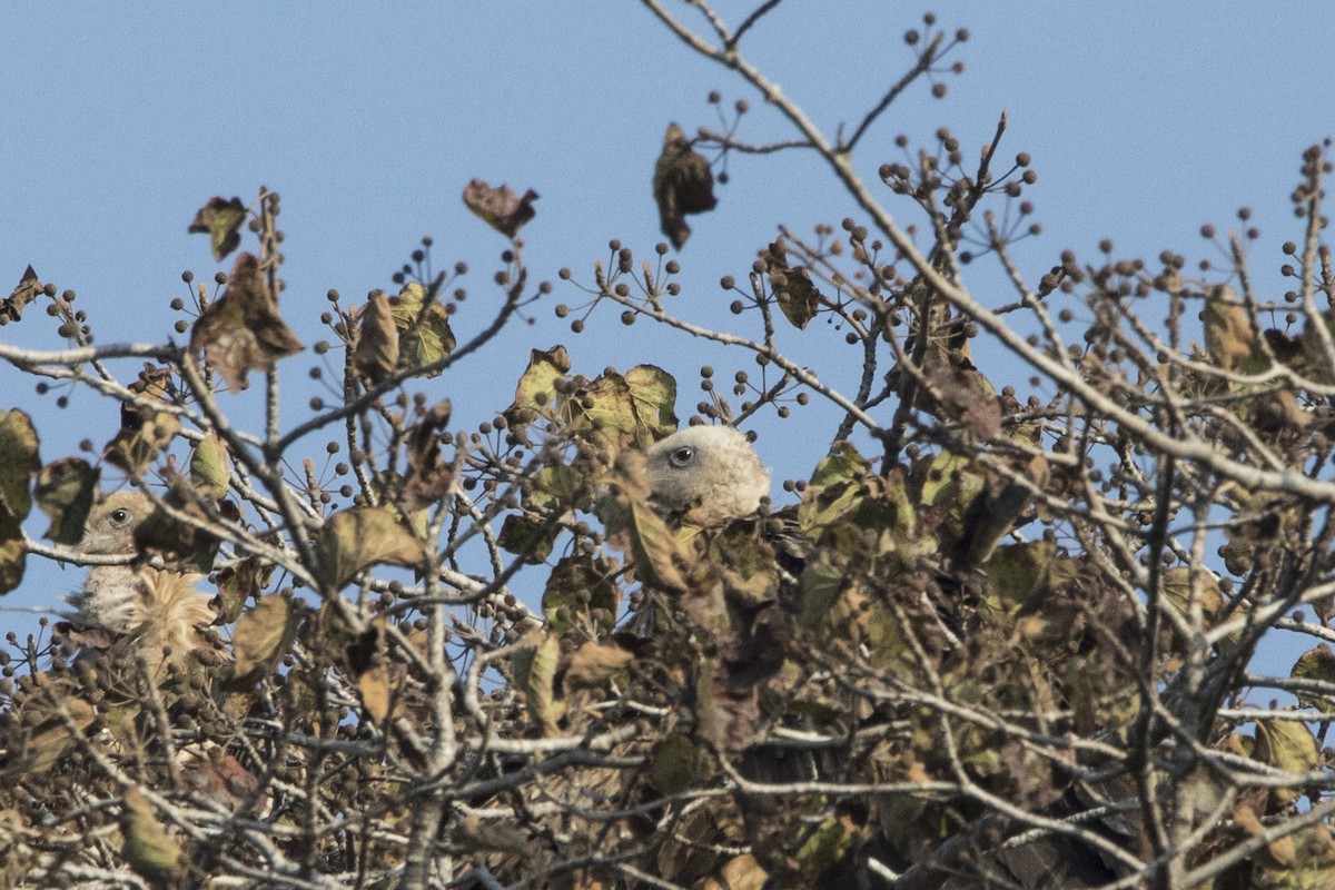 Eurasian Griffon - ML424979471