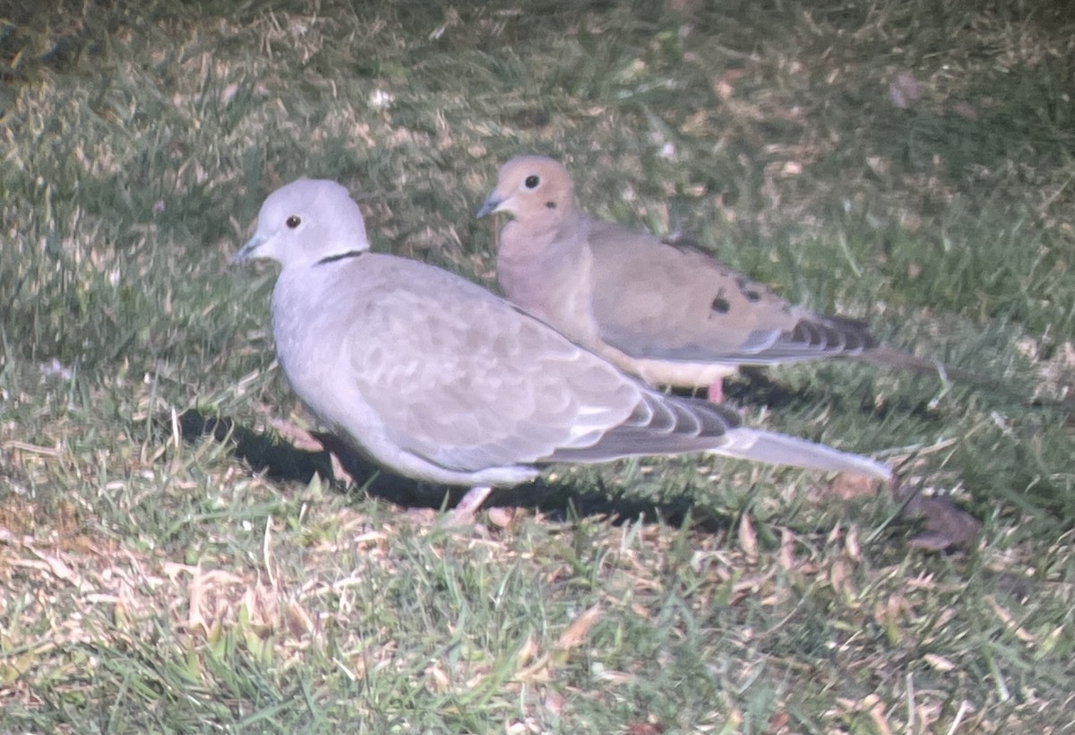 Eurasian Collared-Dove - ML424980731