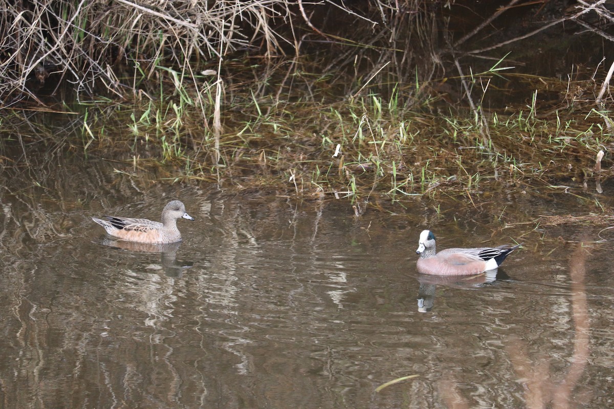 American Wigeon - kiera fritsch