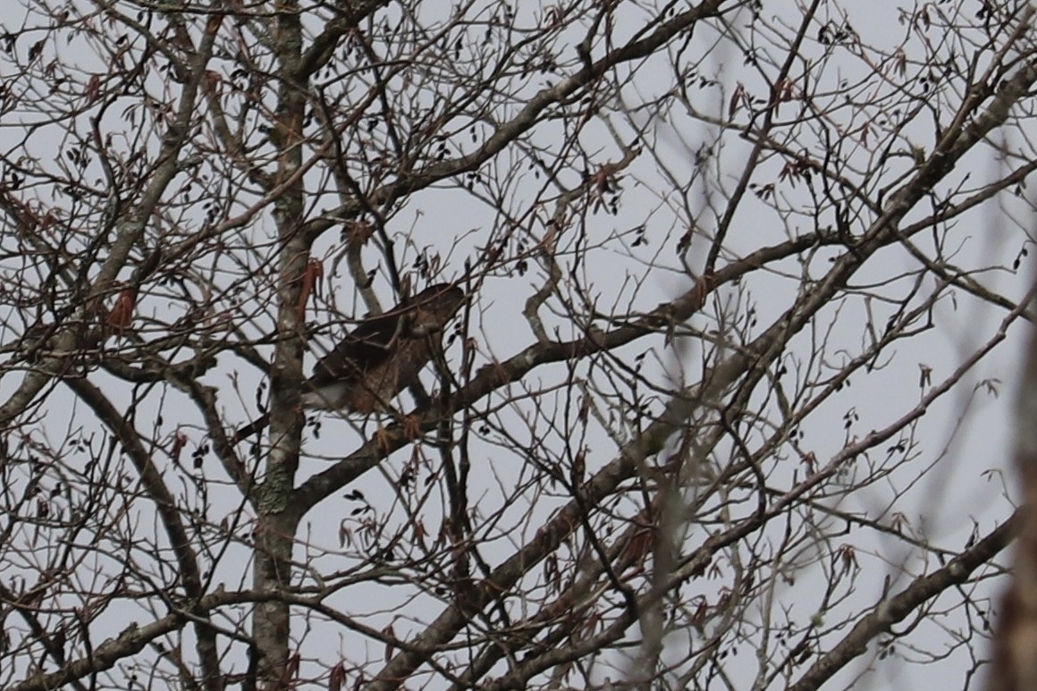 Cooper's Hawk - ML424981511