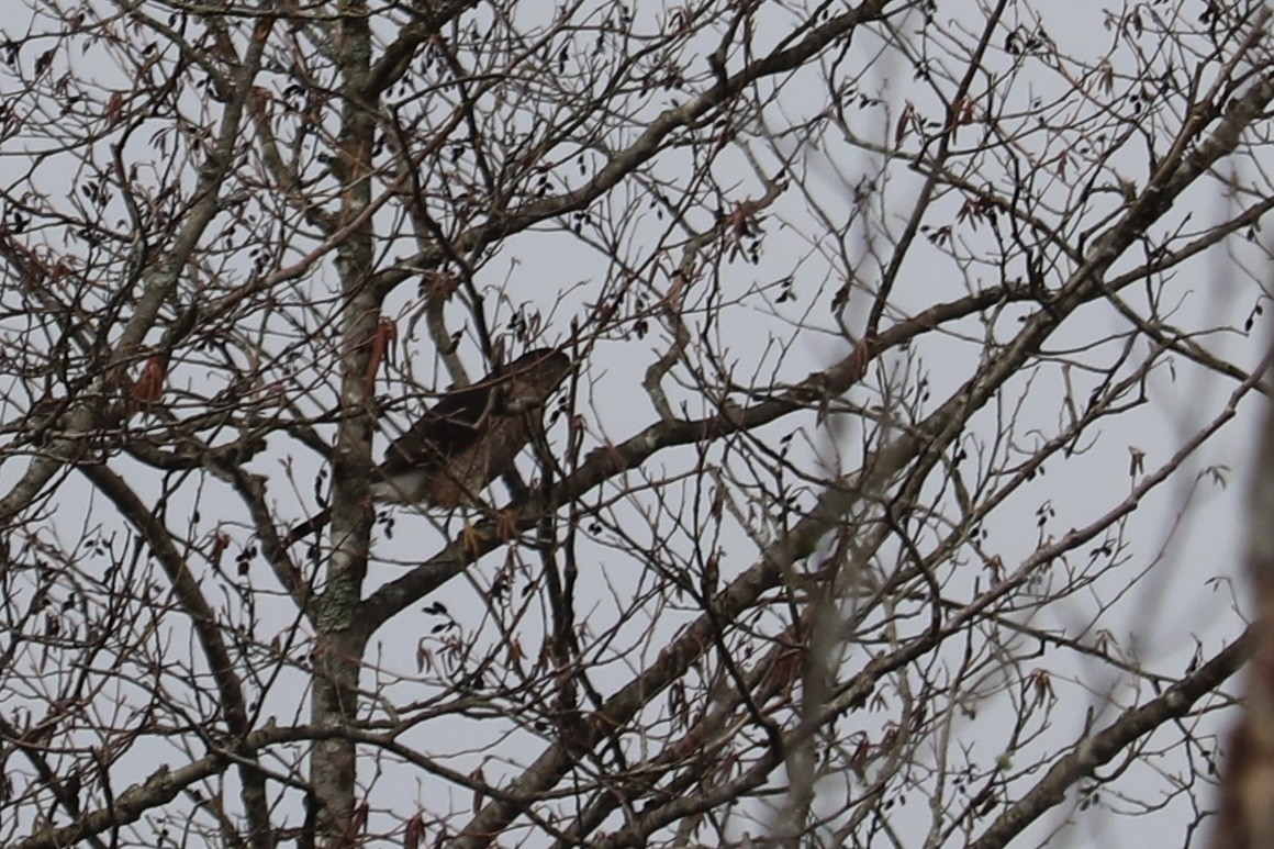 Cooper's Hawk - ML424981511