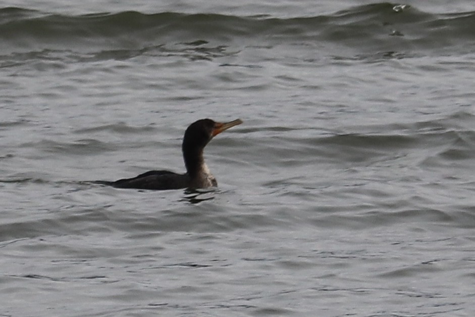 Double-crested Cormorant - ML424981661