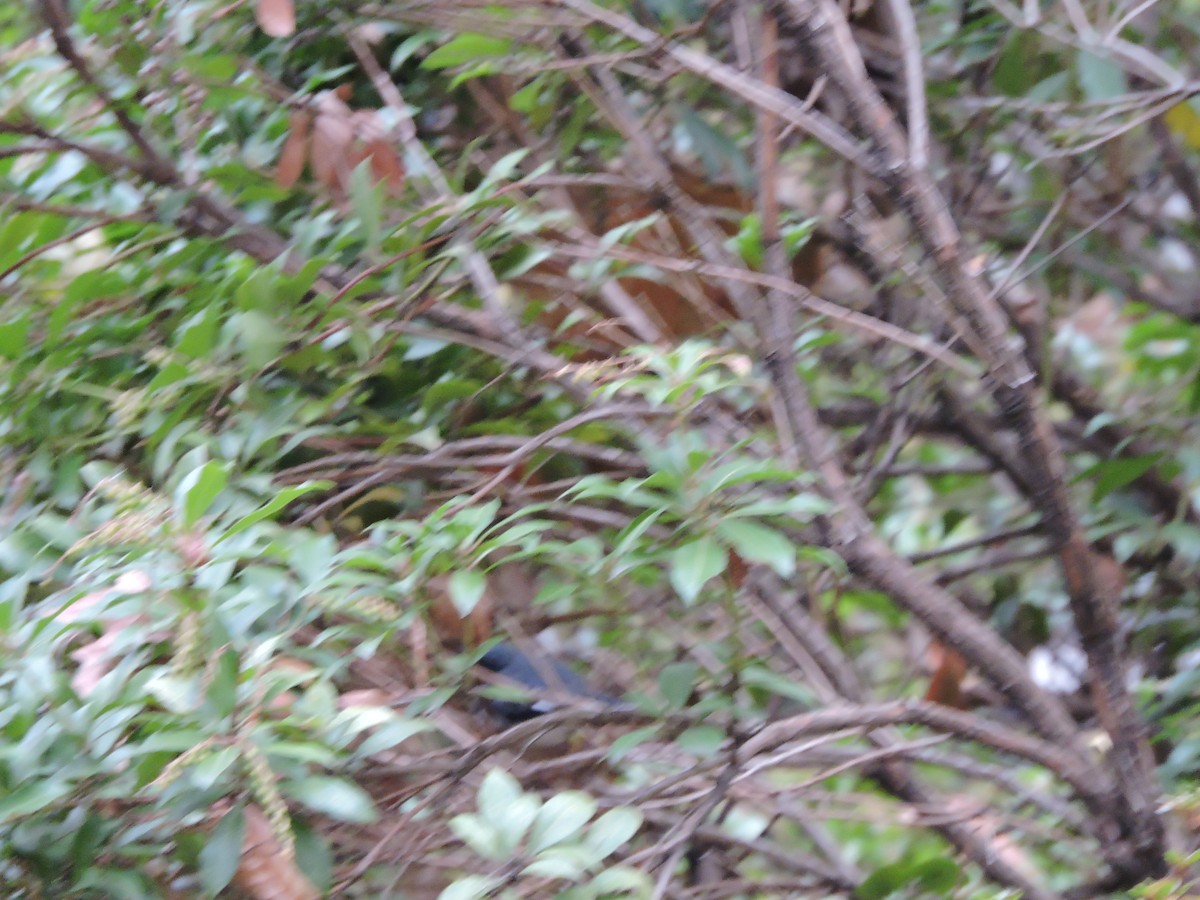 lesňáček modrohřbetý - ML42498411