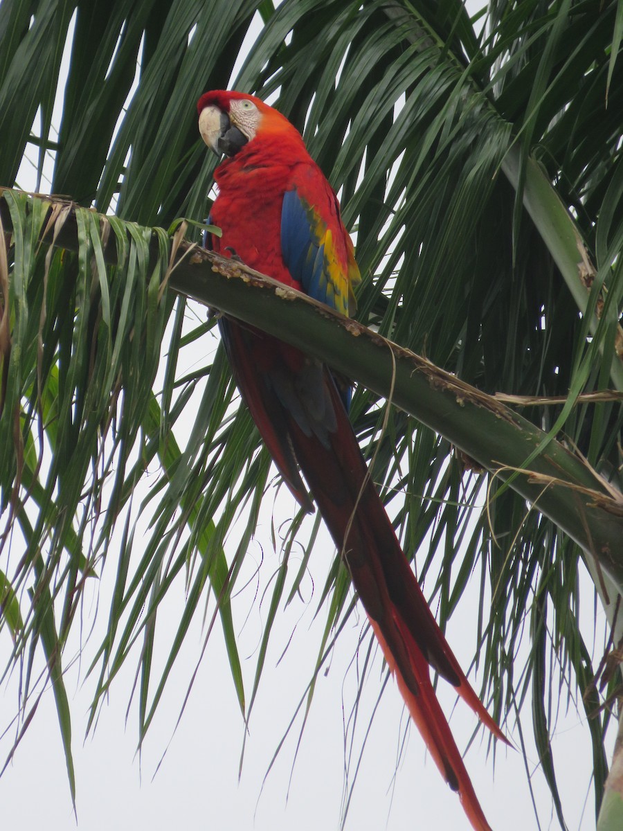 Scarlet Macaw - ML424987791