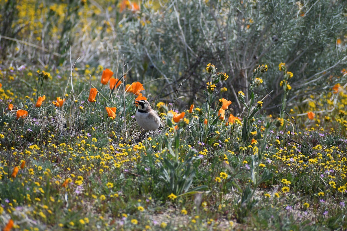 Horned Lark - Christopher Kibler