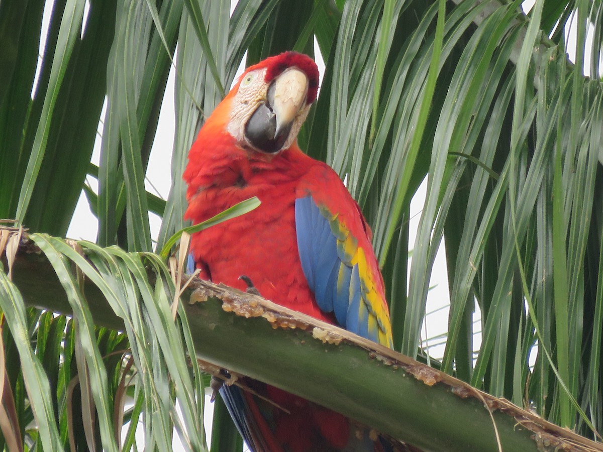 Scarlet Macaw - ML424988121
