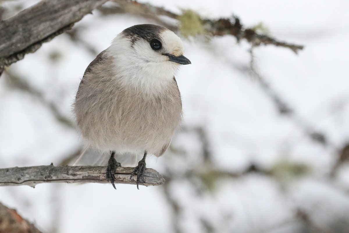 Canada Jay (Boreal) - Ryan Zucker