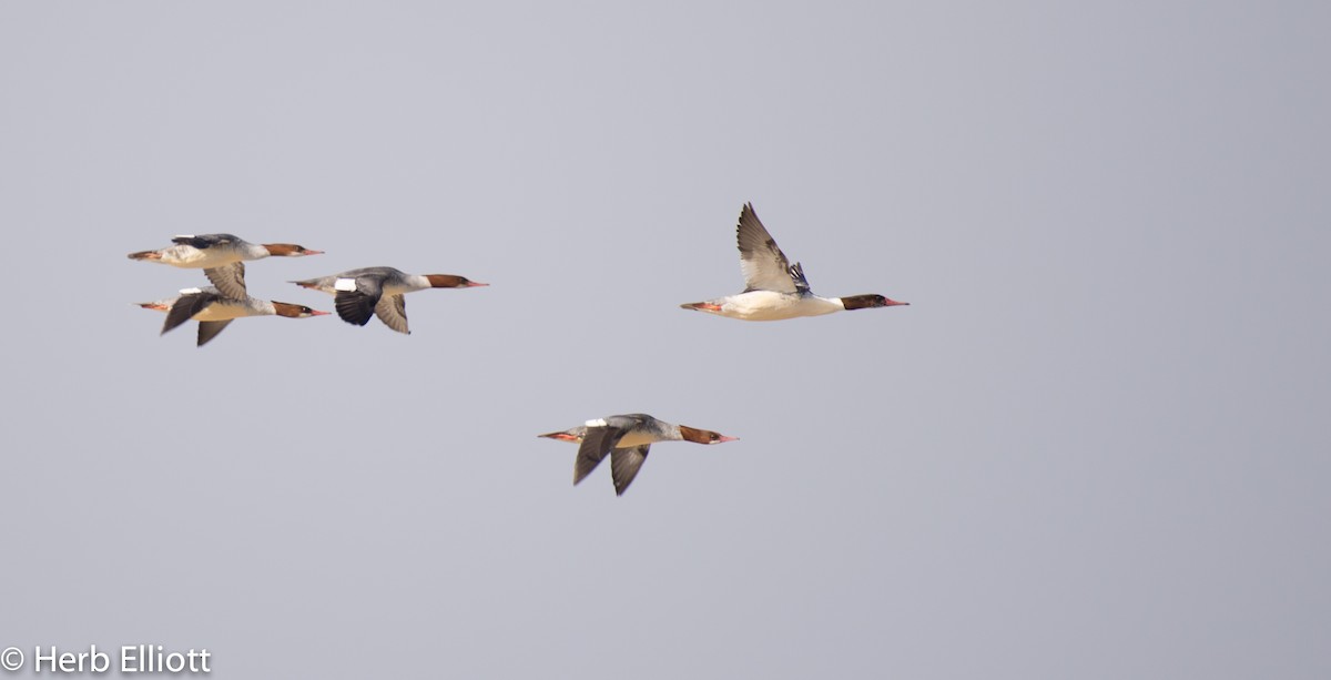 Common Merganser - ML42498891