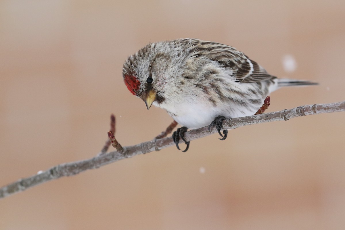 Pardillo Norteño (flammea) - ML424989481