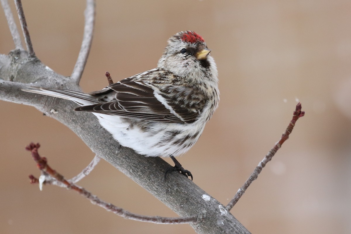 Pardillo Norteño (flammea) - ML424989511