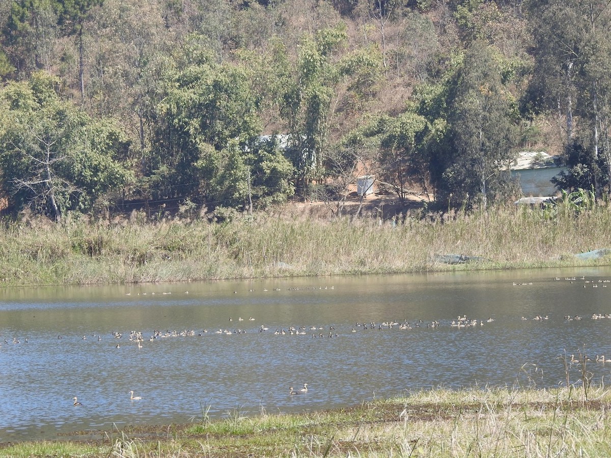 Lesser Whistling-Duck - ML424990091