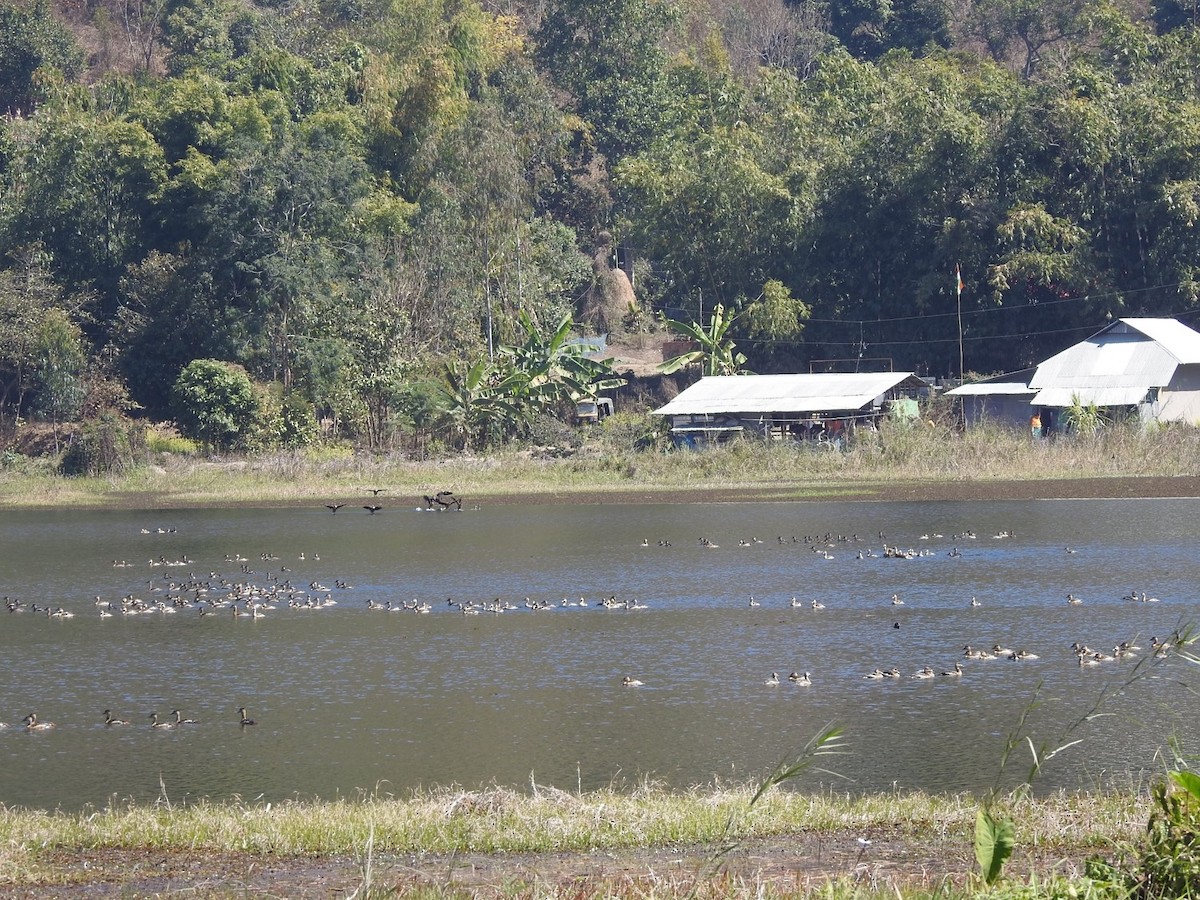 Lesser Whistling-Duck - ML424990131