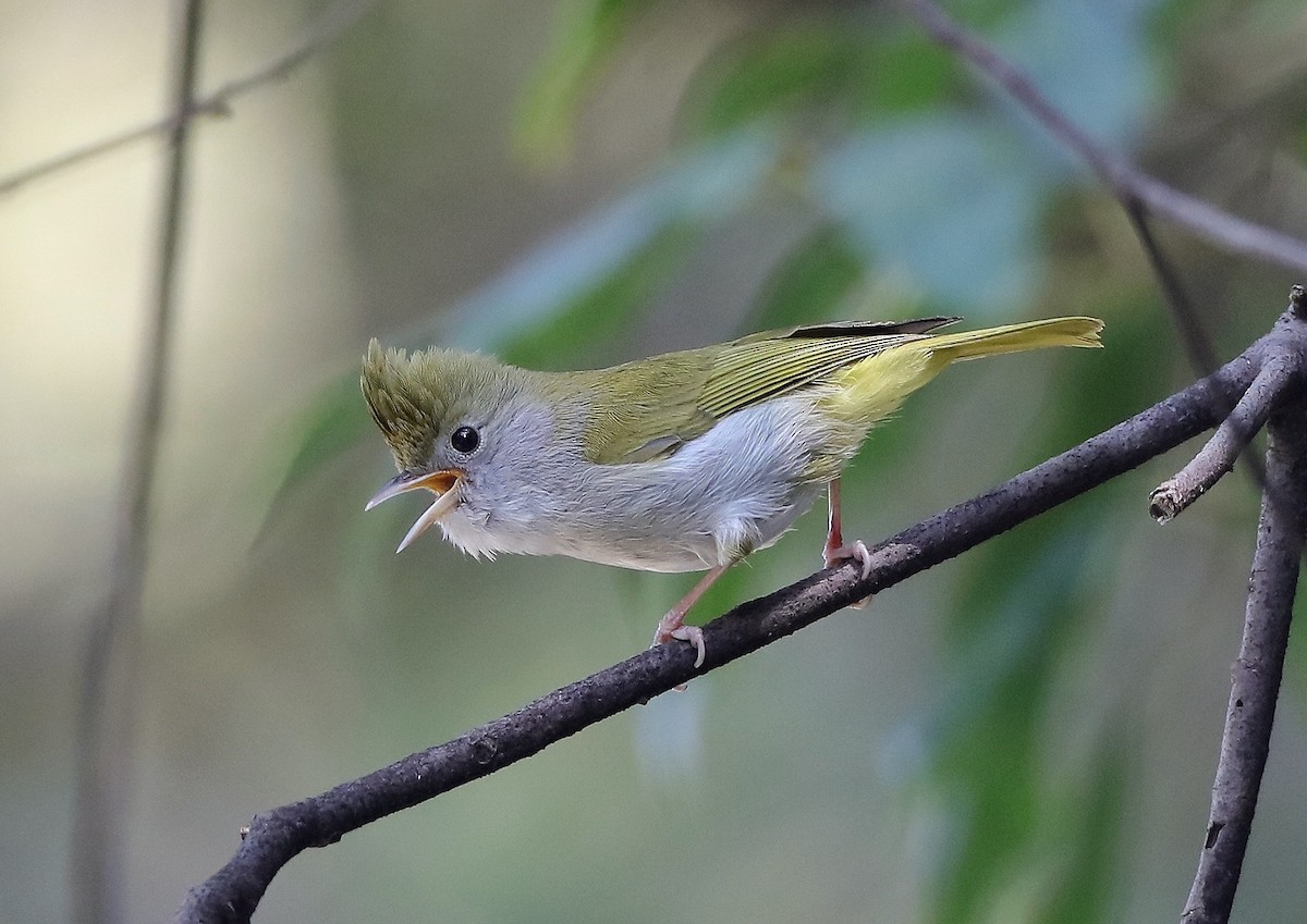 White-bellied Erpornis - ML424993591