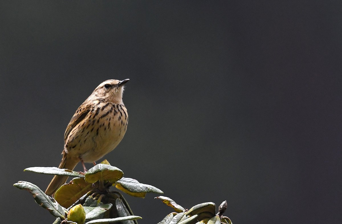 Nilgiri Pipit - Renuka Vijayaraghavan