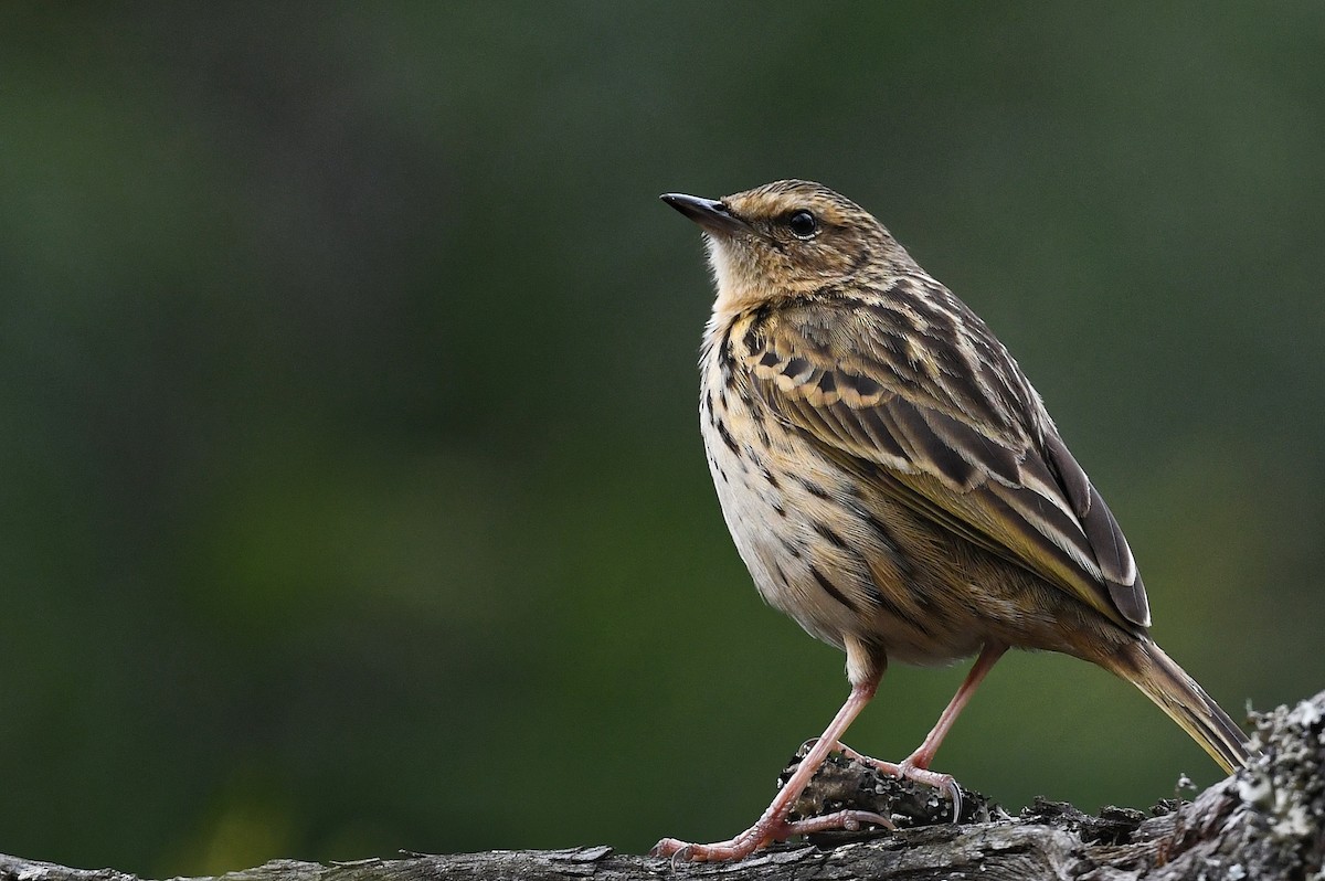 Pipit des Nilgiri - ML424993751