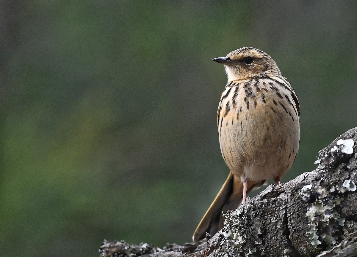 Nilgiri Pipit - Renuka Vijayaraghavan