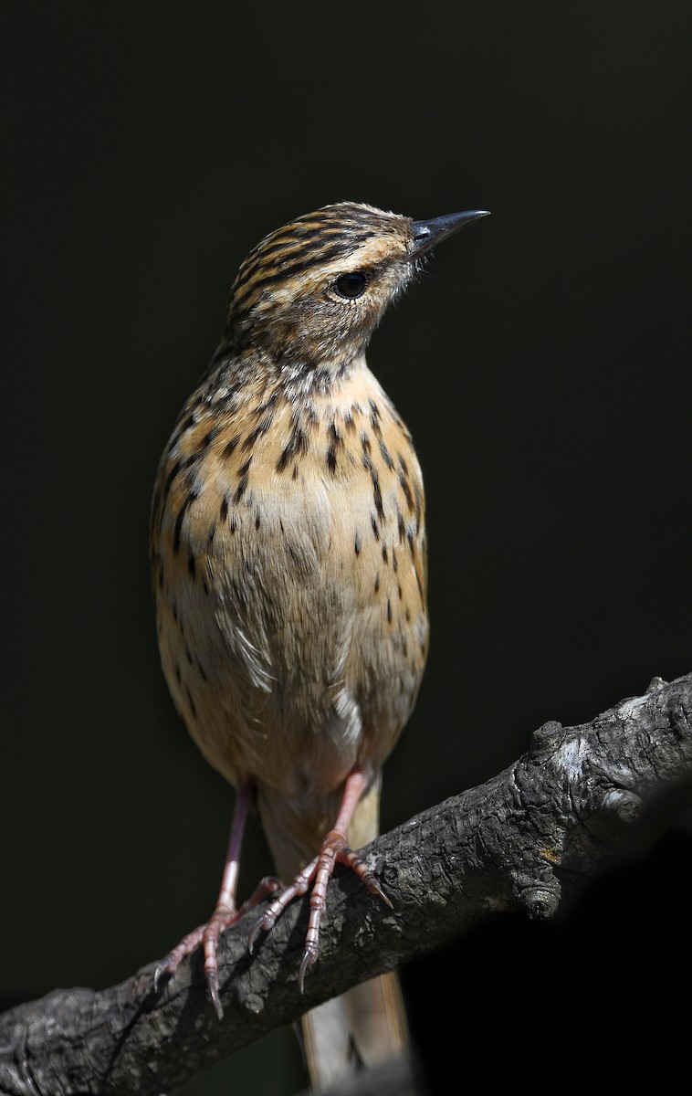 Nilgiri Pipit - Renuka Vijayaraghavan