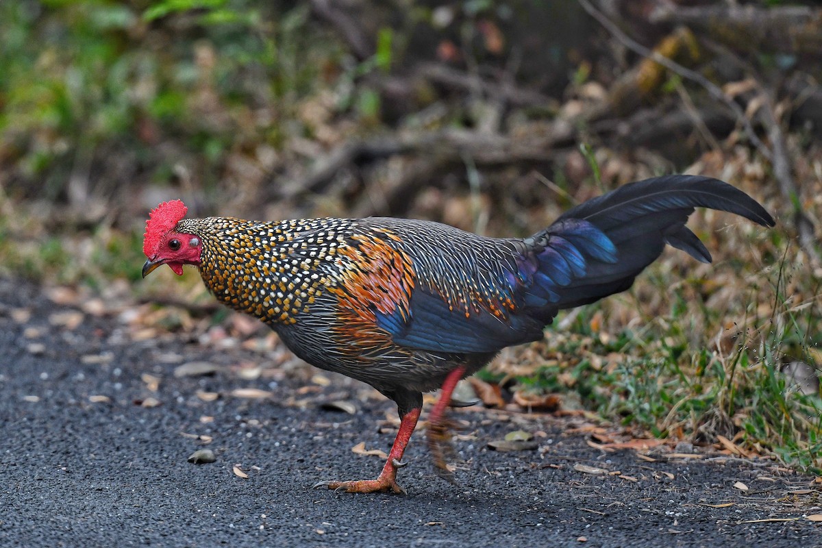 Gray Junglefowl - ML424993951