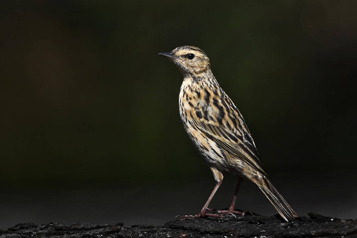 Nilgiri Pipit - Renuka Vijayaraghavan