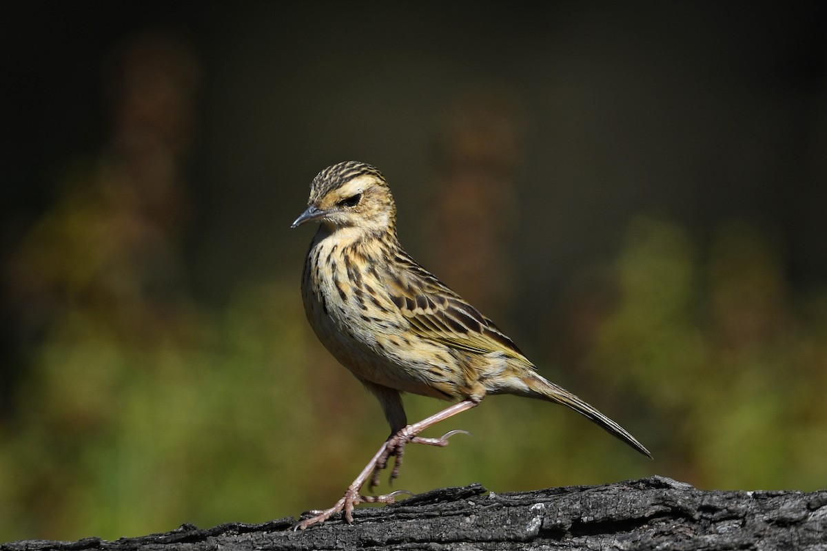 Nilgiri Pipit - Renuka Vijayaraghavan