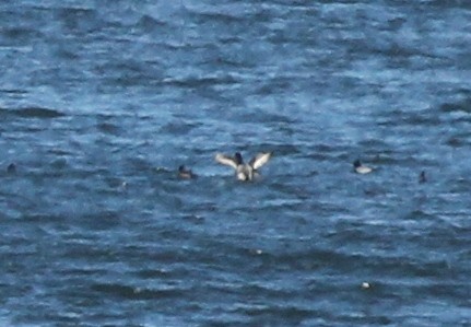 Greater Scaup - James (Jim) Holmes