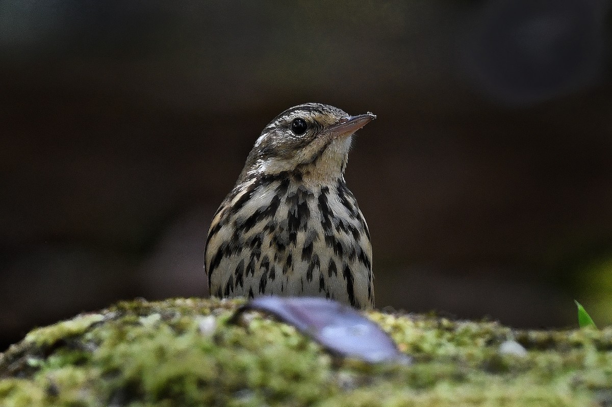 Olive-backed Pipit - ML424995091