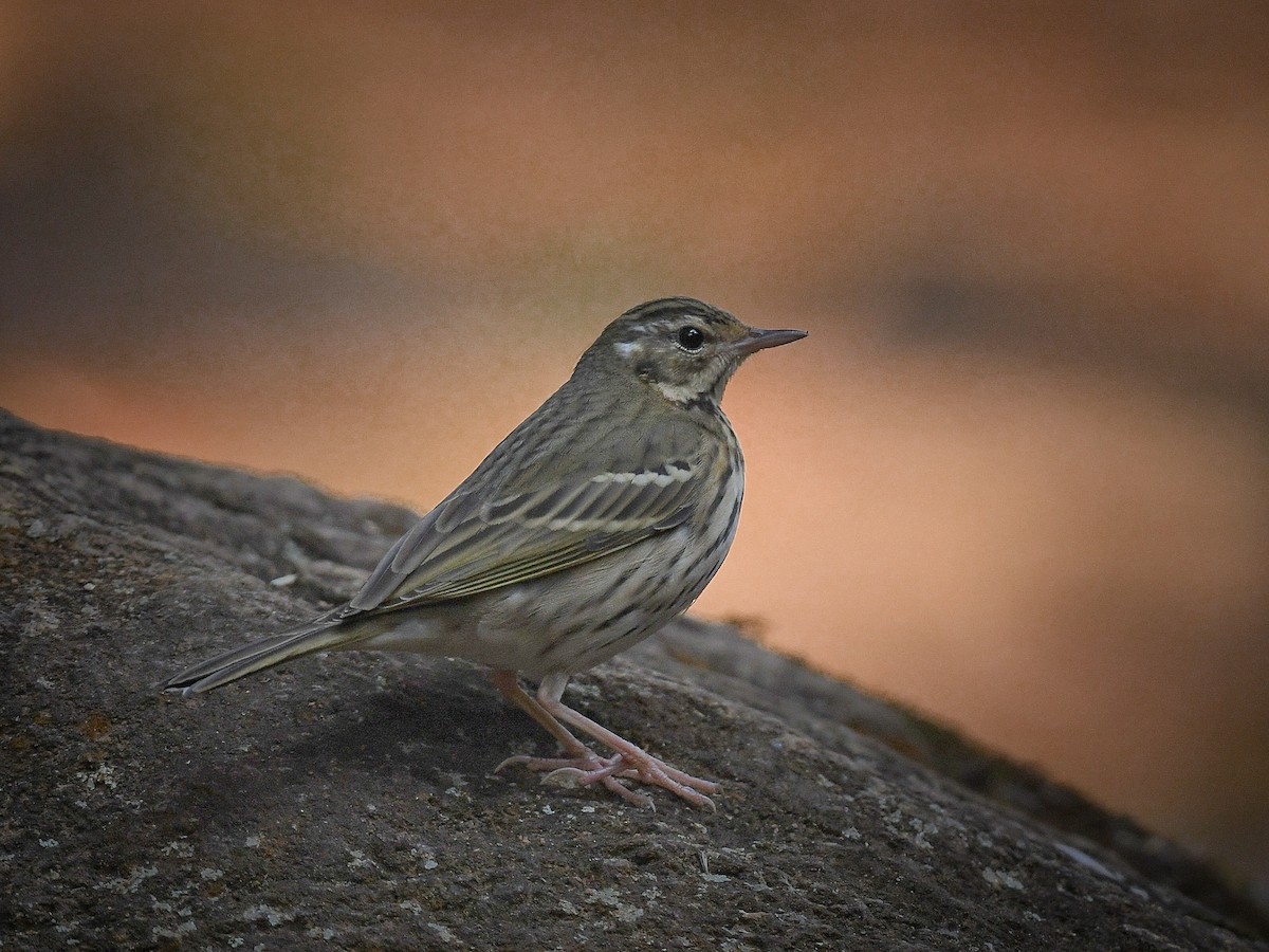 Olive-backed Pipit - ML424995121
