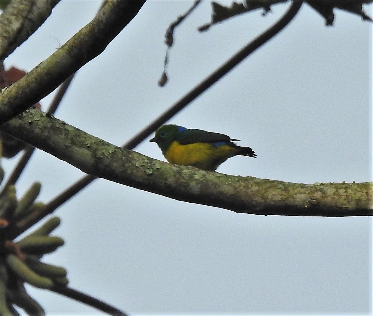 Blue-naped Chlorophonia - ML424996331