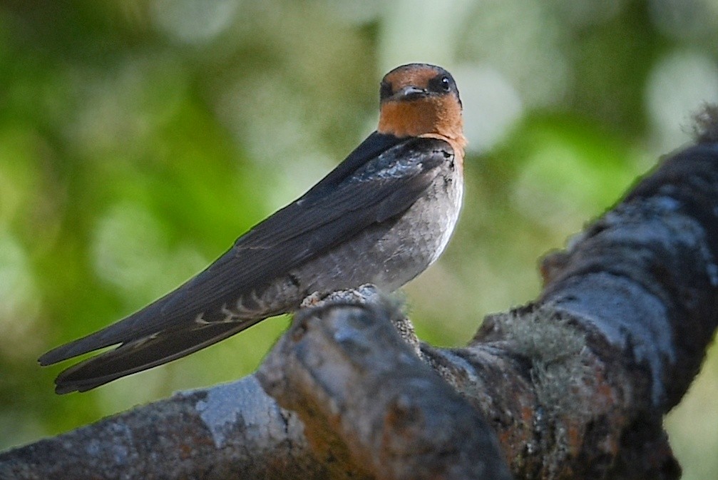 Hill Swallow - Renuka Vijayaraghavan