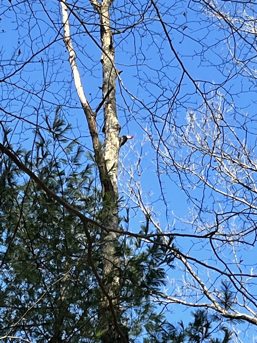 Pileated Woodpecker - ML424997041