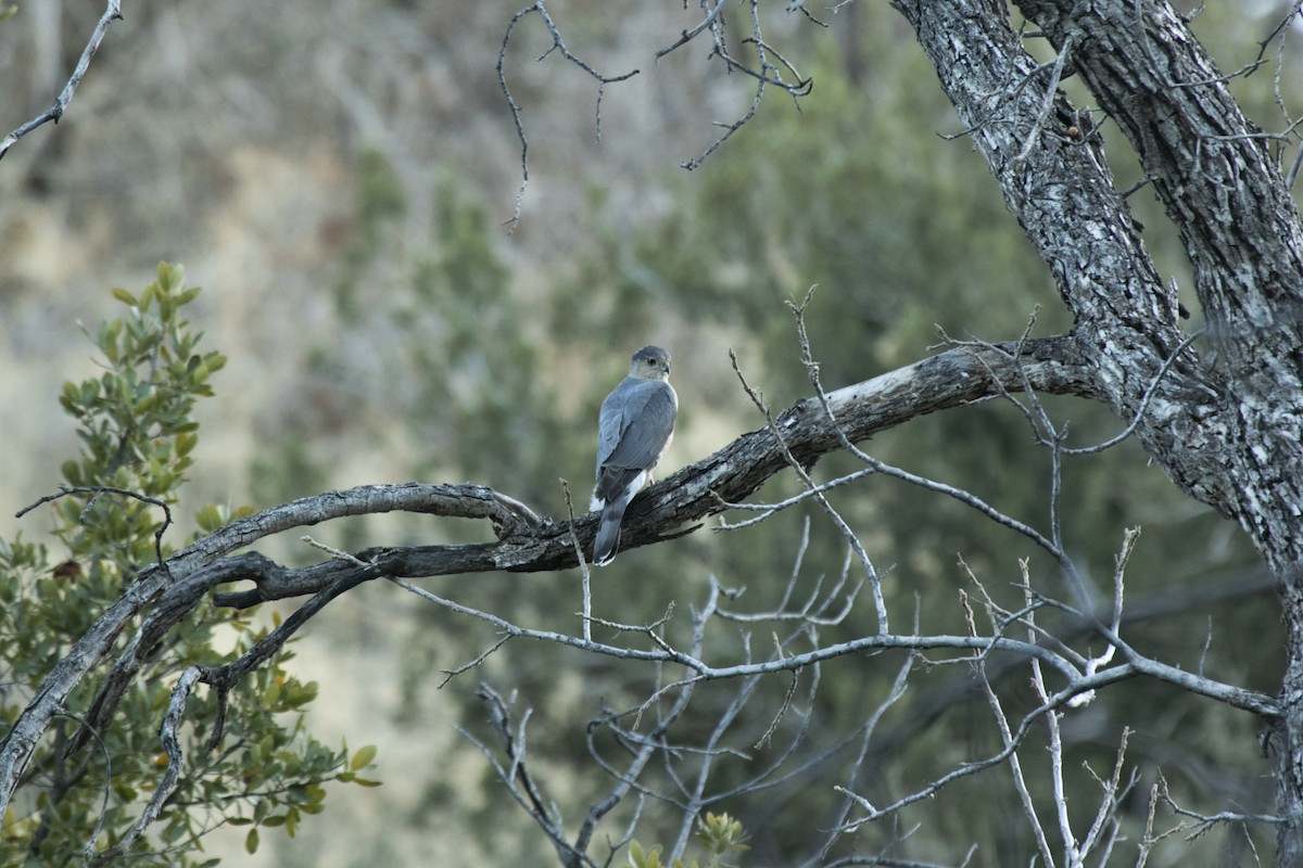 Cooper's Hawk - ML424999371